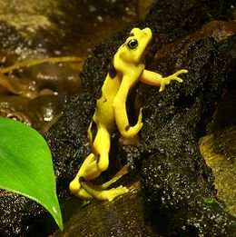 Panamai csonkaujjúbéka (Atelopus zeteki)