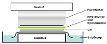 Tray with a stack consisting top down of a weight, paper towels, membrane of nitrocellulose or nylon, gel, salt solution and a slab of glass. Aufbau Southern-Blot.jpg