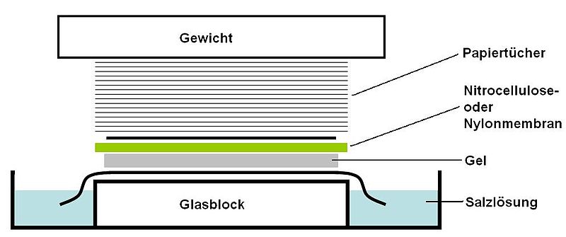 File:Aufbau Southern-Blot.jpg