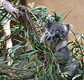 Australian Koala (3337138168).jpg