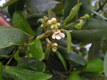 Avicennia schaueriana