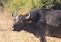 Búfalo africano negro (Syncerus caffer caffer), parque nacional de Chobe, Botsuana, 2018-07-28, DD 99.jpg
