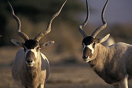 Portrait de deux Addax - © Cyril Ruoso / Biosphoto