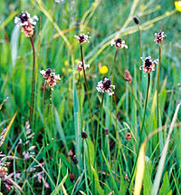 Plantago lanceolata