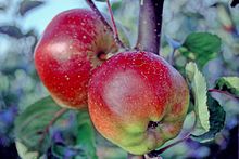 Baldwin apples Baldwin on tree, National Fruit Collection (acc. 1921-086).jpg