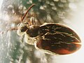 Baltic amber Coleoptera Scraptiidae 6.JPG
