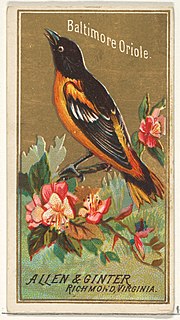 Thumbnail for File:Baltimore Oriole, from the Birds of America series (N4) for Allen &amp; Ginter Cigarettes Brands MET DP828751.jpg