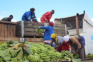 Banana farmers, Zimbabwe Banana farmers, Zimbabwe (39695820082).jpg