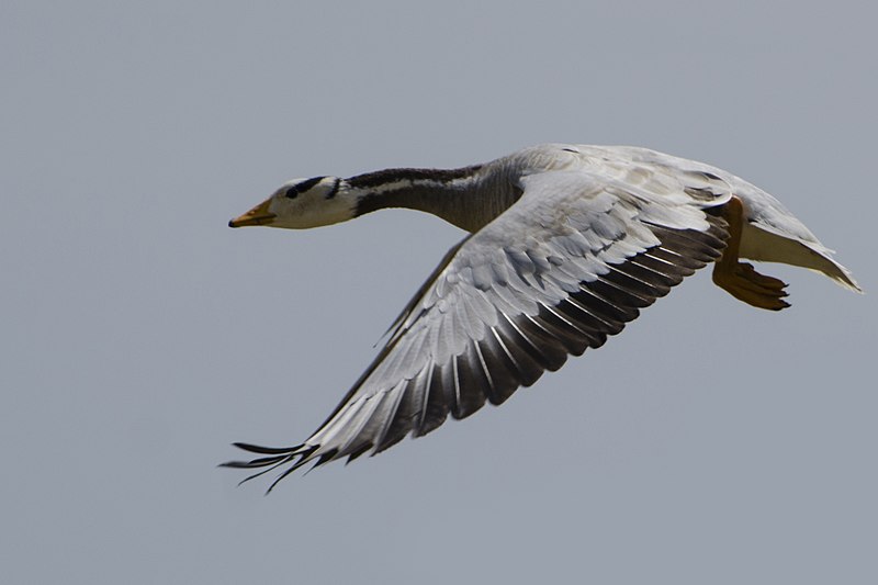 File:Bar-headed Goose in Koonthalulam, India, by Dr. Tejinder Singh Rawal.jpg