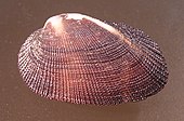 Shell of a Barbatia, or bearded ark clam Barbatia fusca 002.jpg