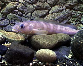 <i>Bathymaster</i> Genus of fishes