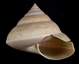 Bayerotrochus tangaroanus