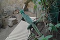 English: Plumed basilisk (Basiliscus plumifrons) in Prague Zoo Čeština: Bazilišek zelený (Basiliscus plumifrons) v Zoo Praha