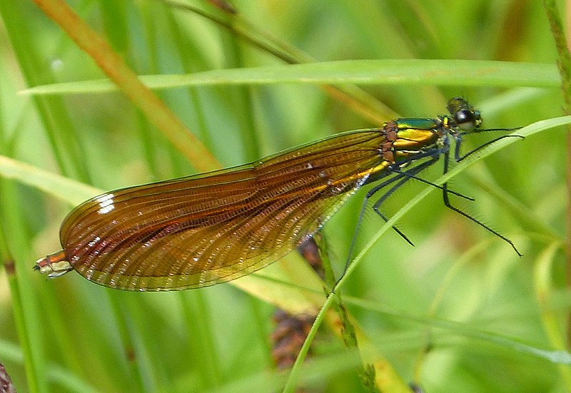 File:Beautiful Demoiselle female. Calopteryx virgo ssp meridionalis (30583532223).jpg