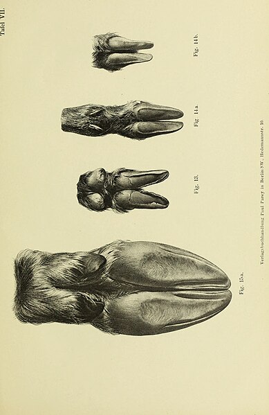 File:Beiträge zur vergleichenden Morphologie des Unpaarzeher- und Paarzeher-Fusses (1895) (20362504055).jpg