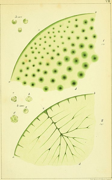 File:Beiträge zur wissenschaftlichen Botanik (1858-1868.) (20355295282).jpg