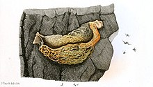 Beitrag zur fauna Centralpolynesiens. Ornithologie der Viti-, Samoa- ve Tonga-inselnPl14, 5, Aerodramus spodiopygius.jpg