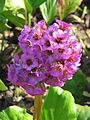 Bergenia crassifolia