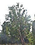 Миниатюра для Файл:Big-Boonnak tree of Wat Khung Taphao 06.jpg