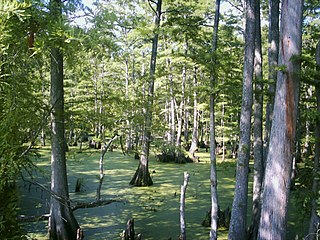 <span class="mw-page-title-main">Big Cypress Bayou</span>