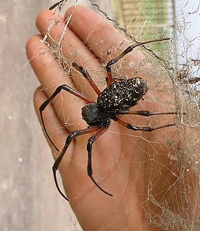 Descrierea imaginii Big spider in Mozambique.JPG.