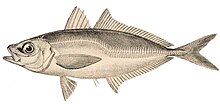 Bigeye scad.jpg