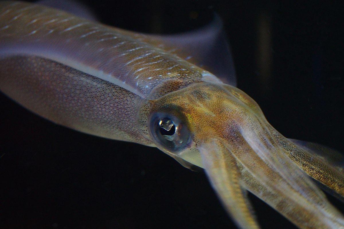 Bigfin Reef Squid