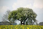 Flowering tree Amberg, Opf. Fuchsstein-Ammerthal glider airfield, Bavaria, Germany.jpg