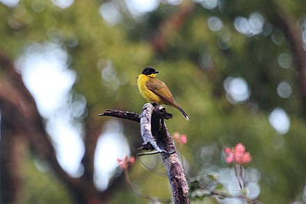 Булбул. Pycnonotus melanicterus). Булбул ОГА. Булбул фото.