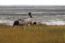 The black-necked crane comes to India every year for breeding. Photograph has been taken at Tso Kar, Ladakh.