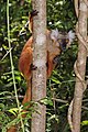 female, Lokobe Strict Reserve, Nosy Be