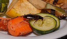 Oriental cockroach feeding on human food Blatta orientalis - Wilhelma 01.jpg