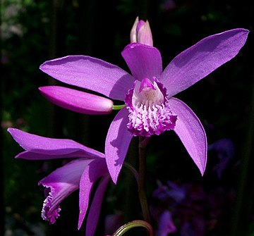 Bletilla