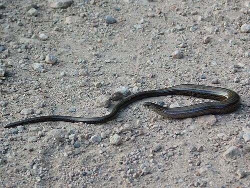 Blindschleiche an der Nahe bei Niederhausen