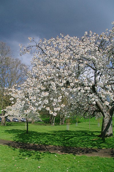File:Blossom tree in Harlow Town Park - April 2021.jpg