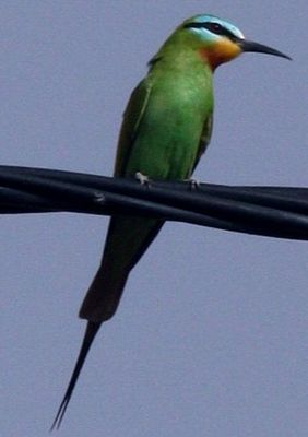 Blue-cheeked pint (Merops persicus)