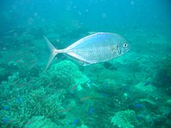A blue trevally patrolling a Micronesian reef Blue trevally, Micronesia.jpg