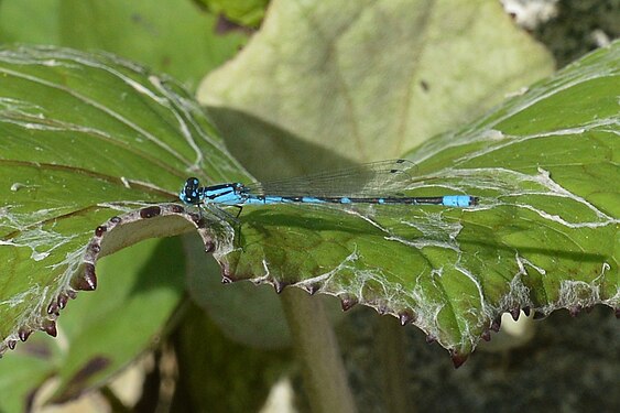 Damselfly (Zygoptera) on Colt's-Foot (Tussilago farfara)