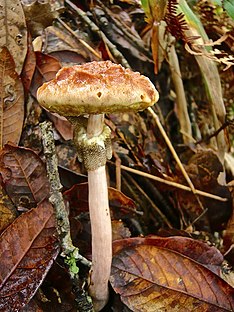 Boletellus jalapensis (Murrill) E.-J. Гилберт 341196.jpg