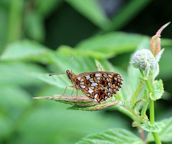 File:Boloria selene Oulu 20140613.JPG