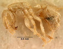 نمایه Bondroitia lujae casent0101201 1.jpg