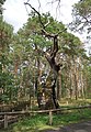 Bosdorfs Eiche - Stieleiche (Quercus robur) (Baum)