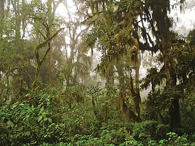 Distrito fitogeográfico de la selva montana