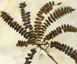 Boswellia neglecta.jpg