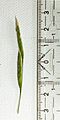 Two spikelets