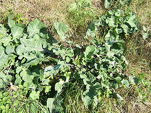 Brassica oleracea (Wild Cabbage) - naturalised...