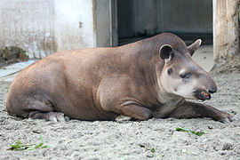 Brazilian - Lowland tapir.jpg