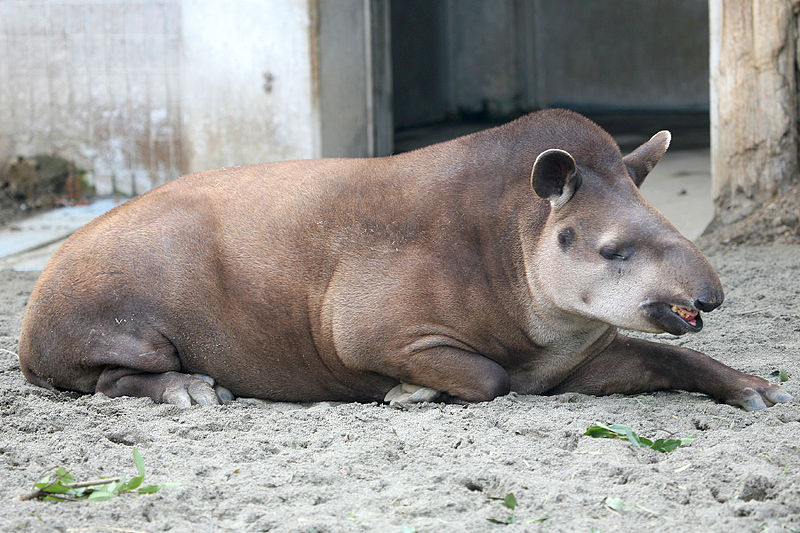 File:Brazilian - Lowland tapir.jpg