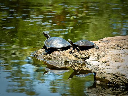 Tập_tin:Brisbane_short-necked_turtle_(5098129653).jpg