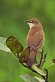 Broad-tailed grassbird